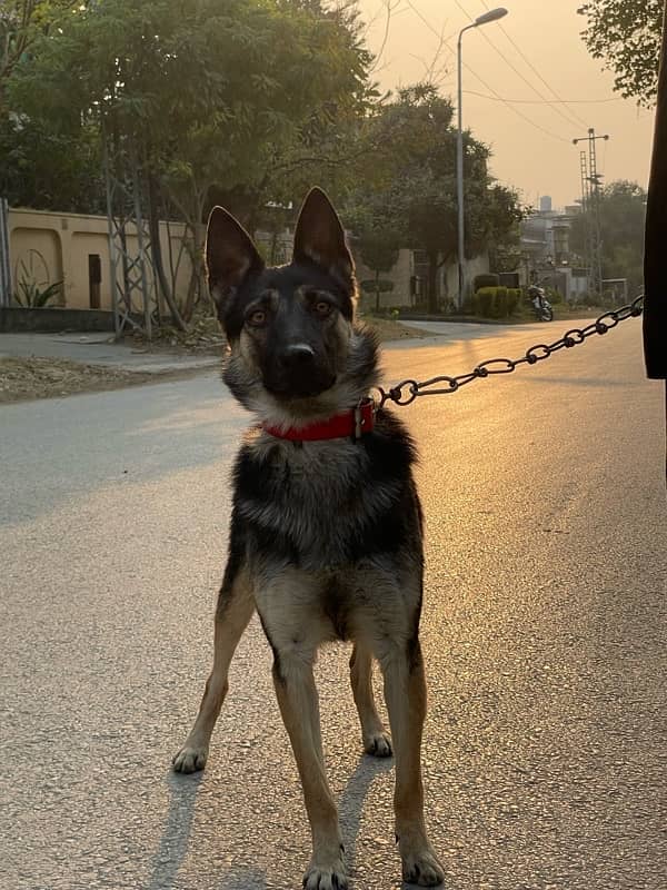 German Shepherd Female 0