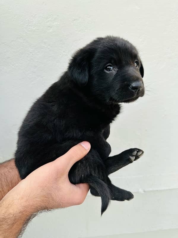 Black german shepherd 2