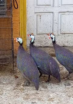 Guineafowl ( Teetar ) Per Pair