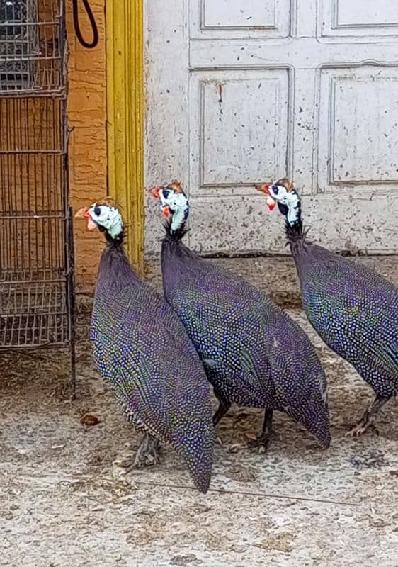 Guineafowl ( Teetar ) Per Pair 0