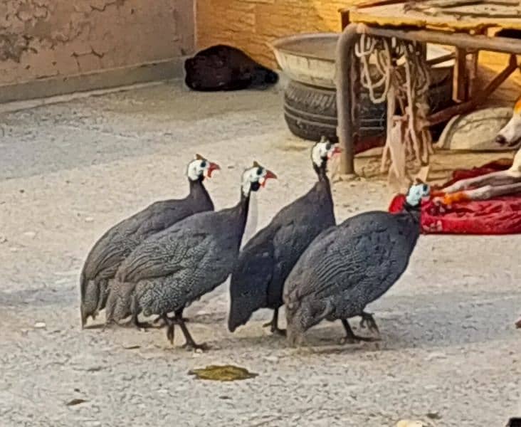 Guineafowl ( Teetar ) Per Pair 1