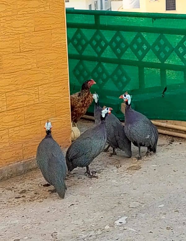 Guineafowl ( Teetar ) Per Pair 2