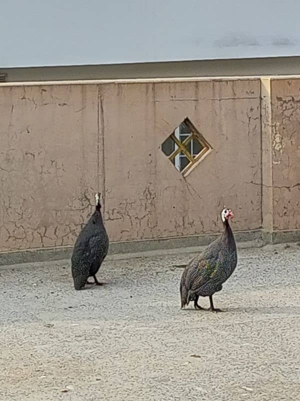 Guineafowl ( Teetar ) Per Pair 3