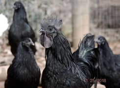 Ayam cemani 2 pair eggs laying