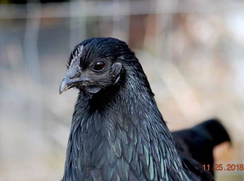 Ayam cemani 2 pair eggs laying 1