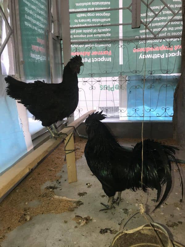 Ayam cemani 2 pair eggs laying 2