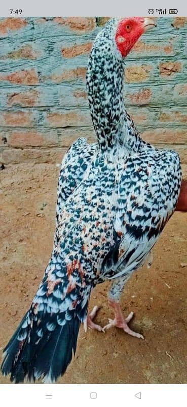 murga for sale male my WhatsApp 03=29=48=79=452 0