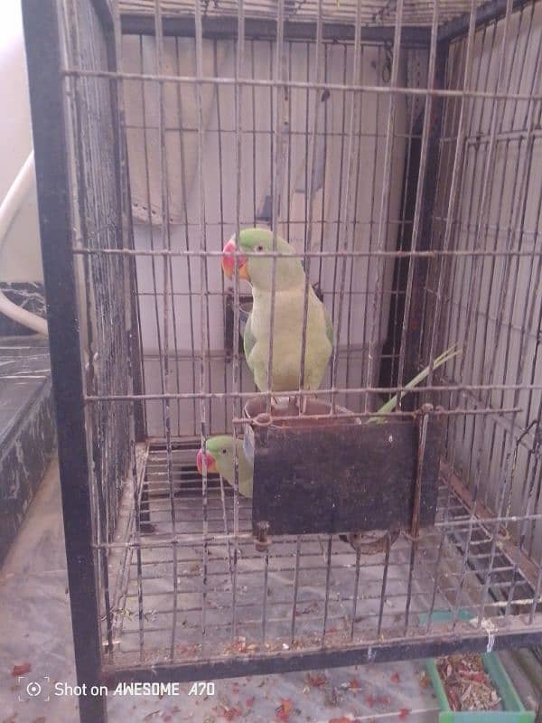 kashmiri parrot 2