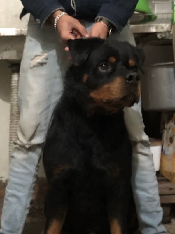 top quality Rottweiler male available 0