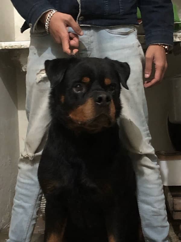 top quality Rottweiler male available 1