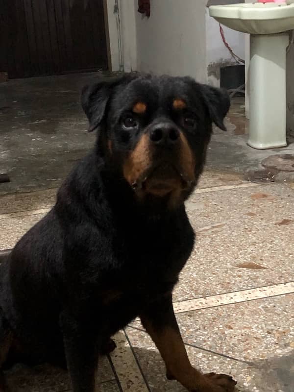 top quality Rottweiler male available 2