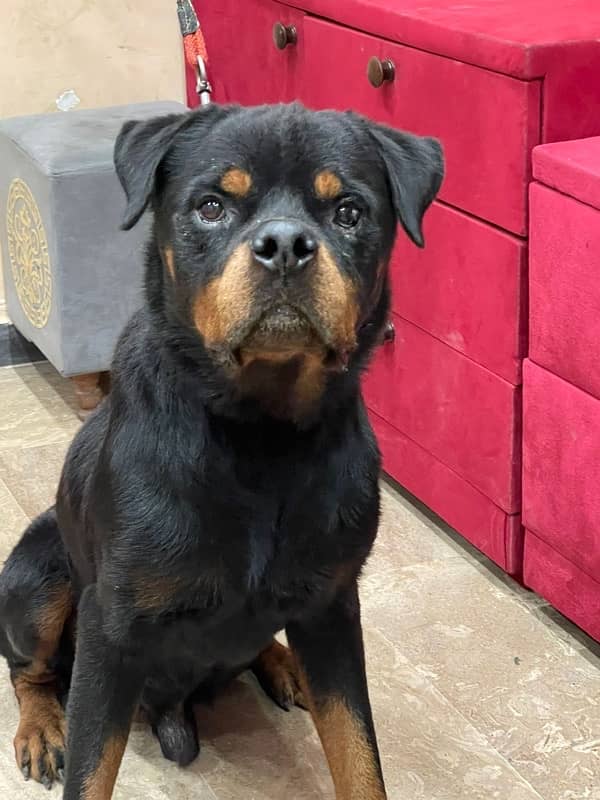 top quality Rottweiler male available 3