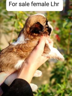 shihtzu puppies available