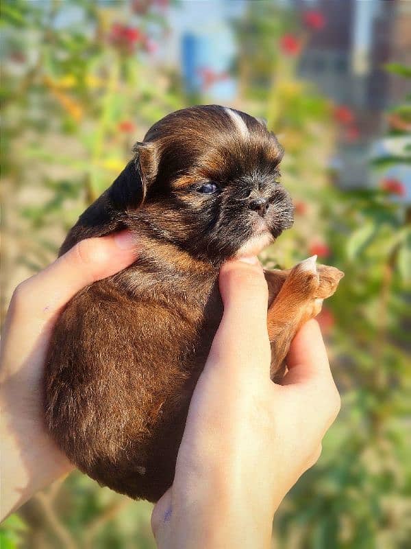 shihtzu puppies available 1