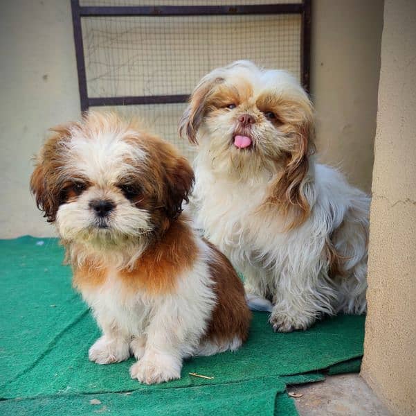 shihtzu puppies available 3