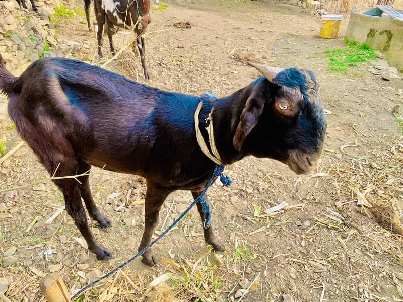 Goat for sale 1