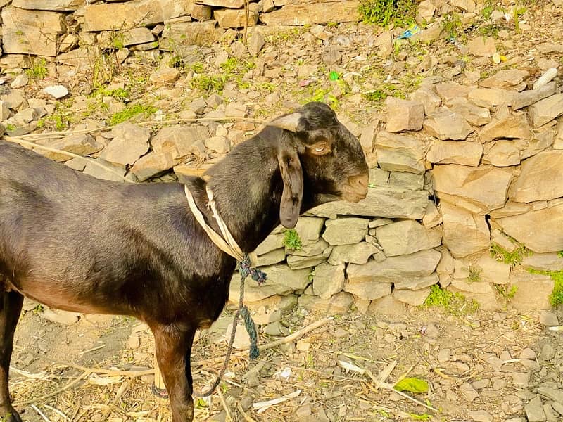 Goat for sale 6