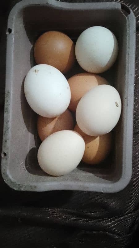 Desi eggs 1