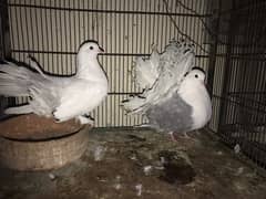 English fantail pair for sell