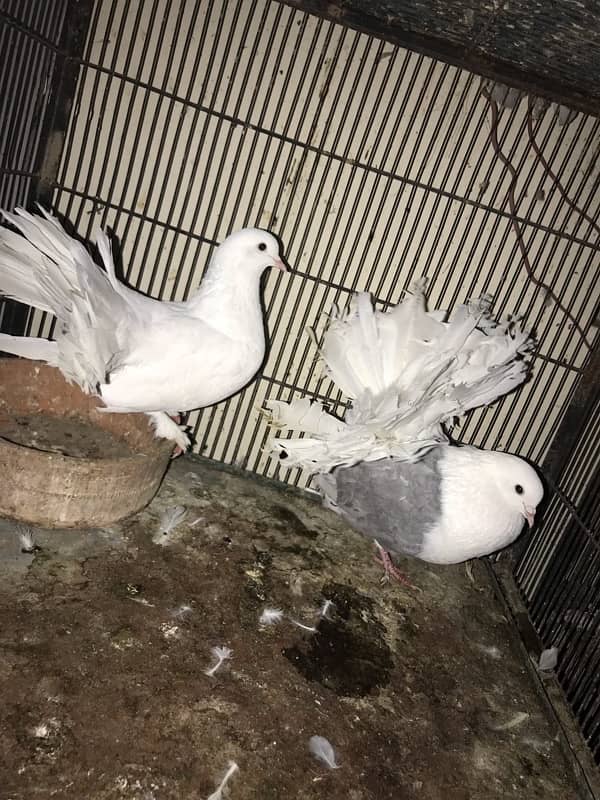 English fantail pair for sell 1