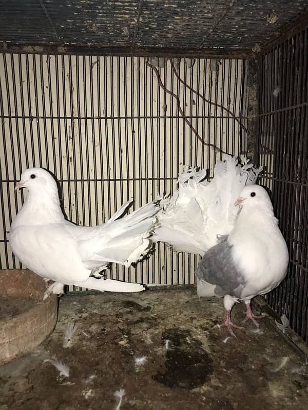 English fantail pair for sell 2