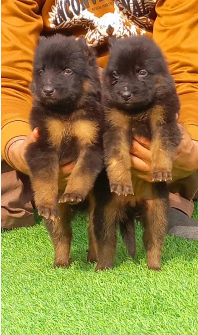 German Shepherd / german shepherd / German shepherd puppies for sale 0