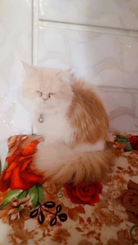 Persian cat 20000 1