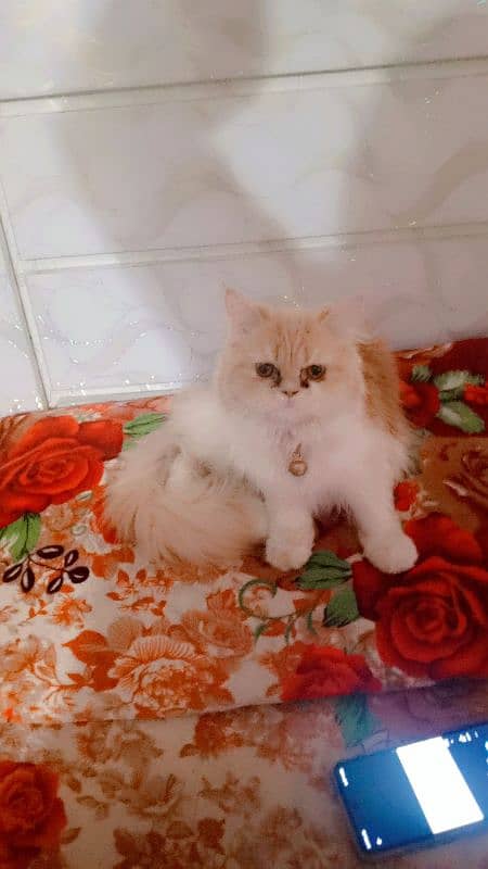 Persian cat 20000 2