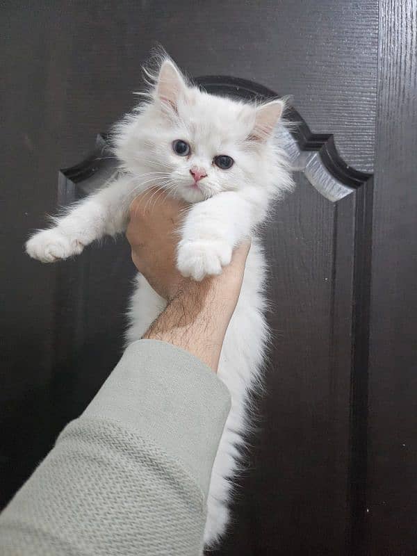 Persian female kitten 0