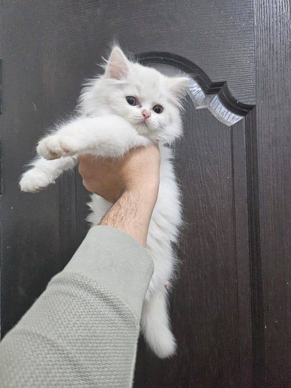 Persian female kitten 1