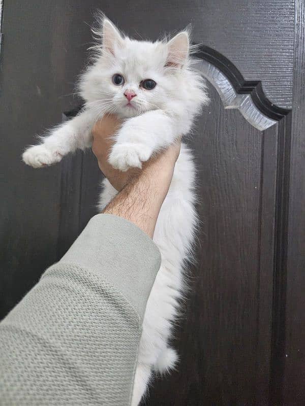 Persian female kitten 3