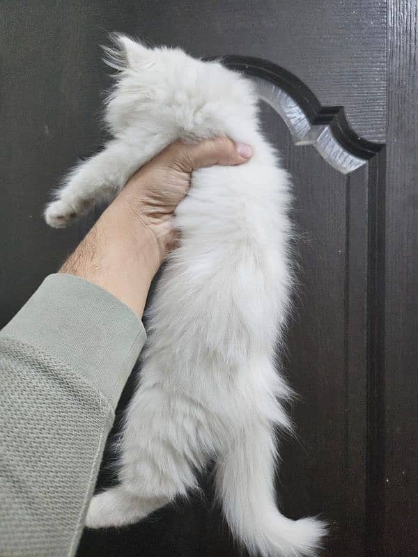 Persian female kitten 4