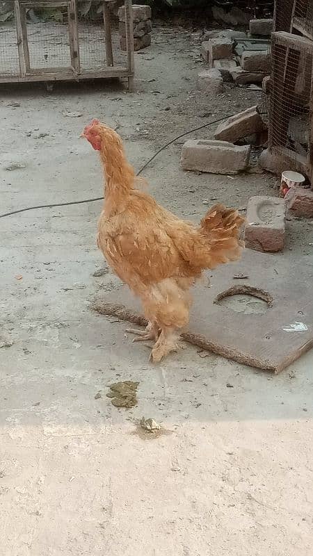 golden buff conform eggling female 0