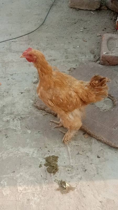 golden buff conform eggling female 1