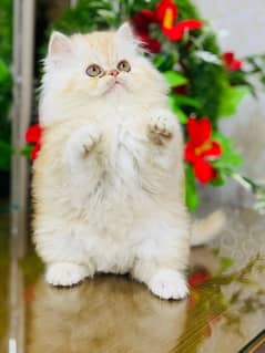 Persian Kittens | Punch Face | Triple Coated | Kittens |  male |female