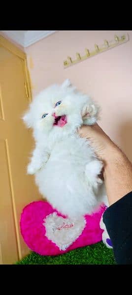 Persian cat for sale male or female my WhatsApp 0323=00=97=122 1