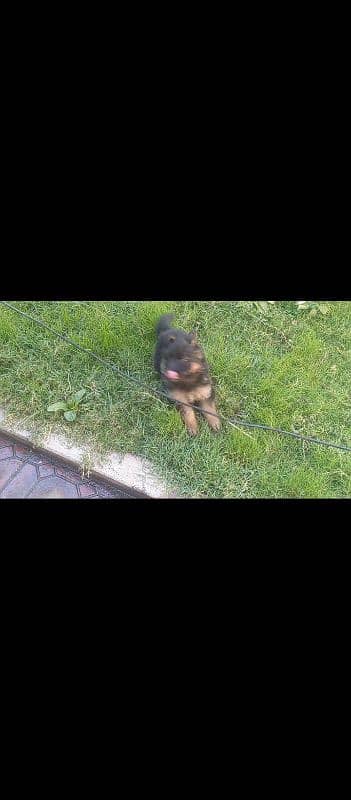 German Shepherd  for sale male or female my WhatsApp 0329=48=79=452 1