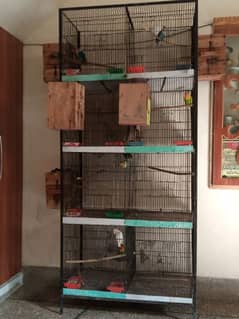 Love Birds parrots  cage