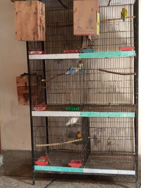 Love Birds parrots  cage 1