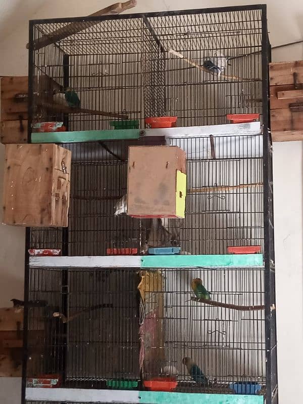 Love Birds parrots  cage 2