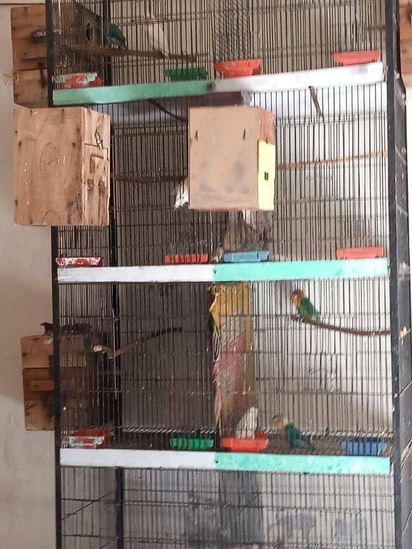 Love Birds parrots  cage 3