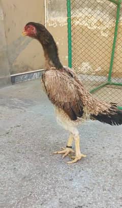 ring bird shamo female