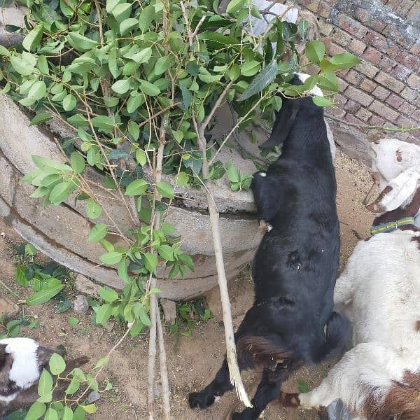 pure Desi bakray and bakriyaa goats 0