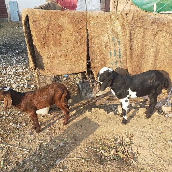 pure Desi bakray and bakriyaa goats 1