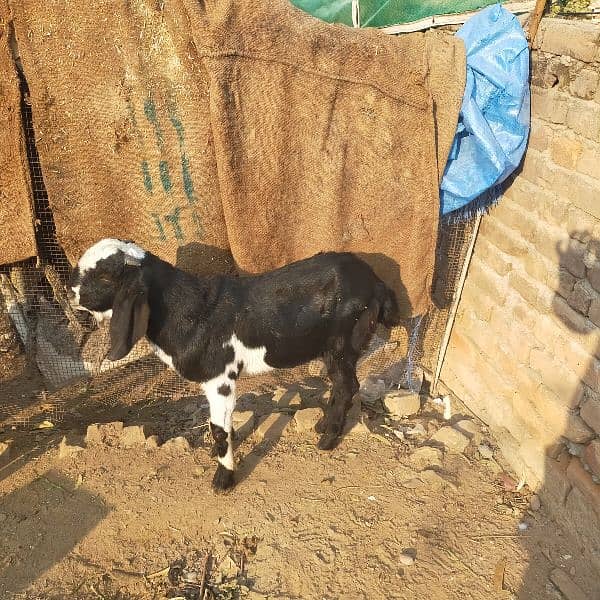 pure Desi bakray and bakriyaa goats 5