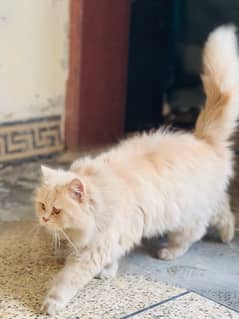 Persian Male 12 Months