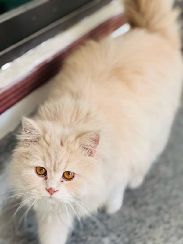 Persian Male 12 Months 3