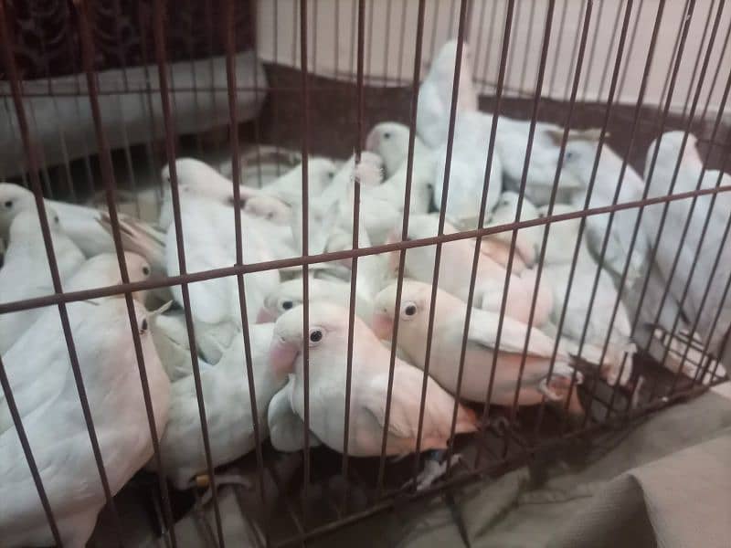 Albino black eyeAlbino red eye parrotlovebird ready to breed pair parr 2