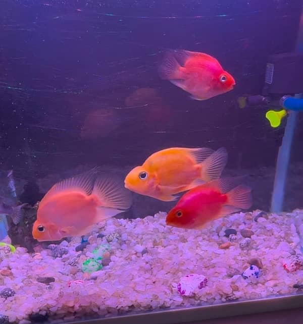 2 pairs parrot fish yellow and red 0