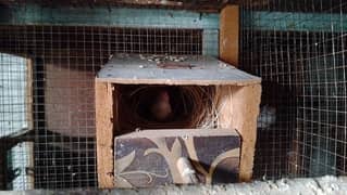 beglies love bird Australian breeder pair